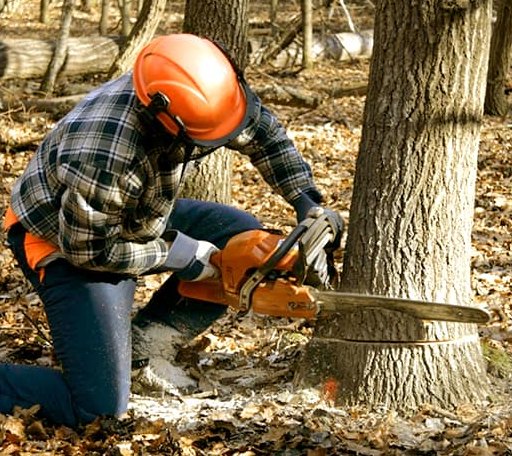 Tree Removal in Claire City, SD